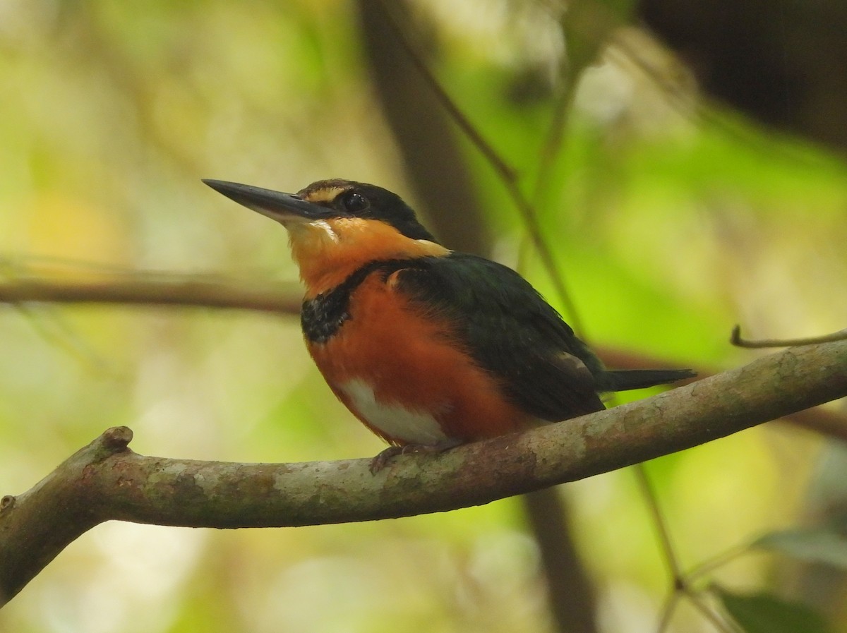 American Pygmy Kingfisher - ML641851025