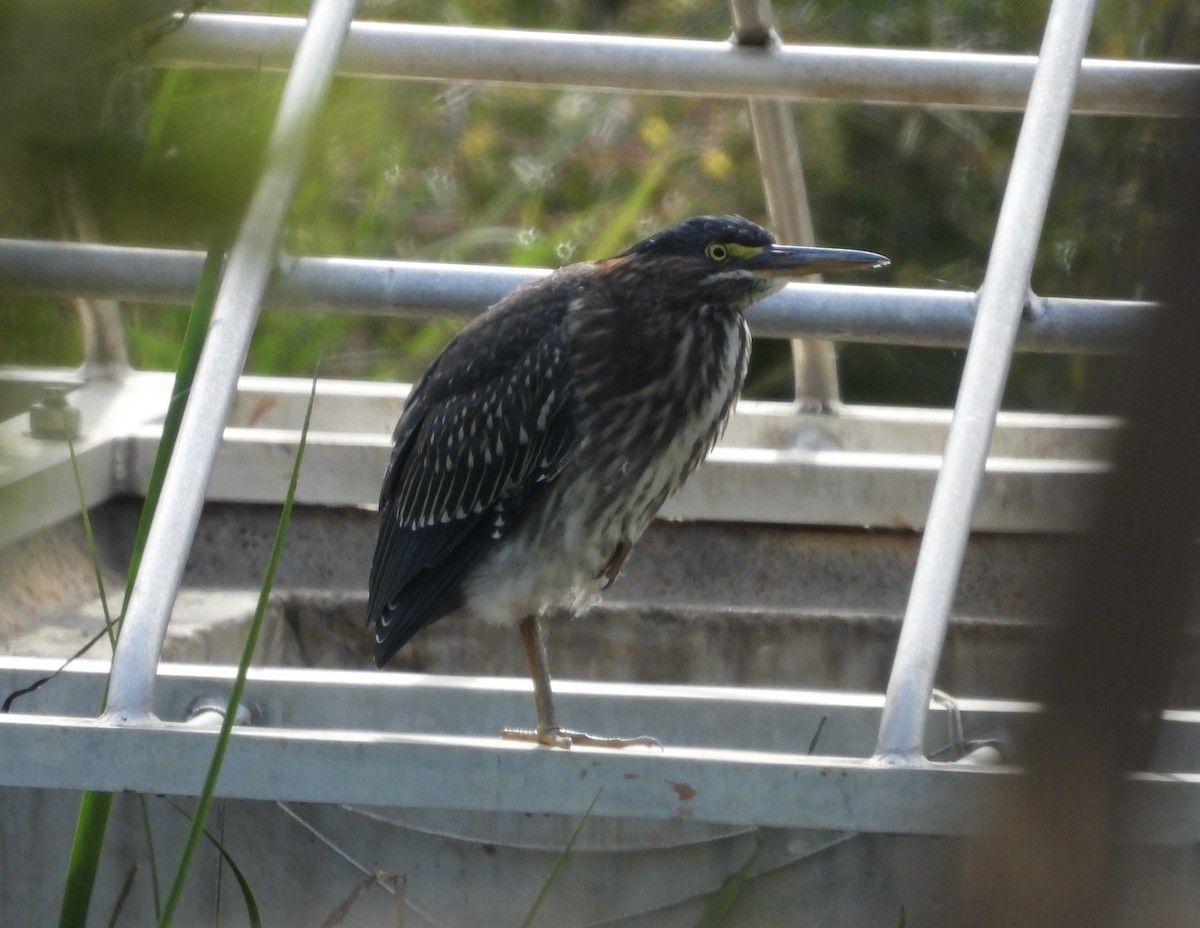 Green Heron - ML641851041