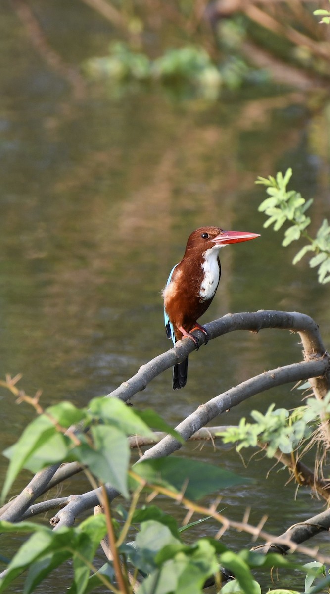 White-throated Kingfisher - ML641851047