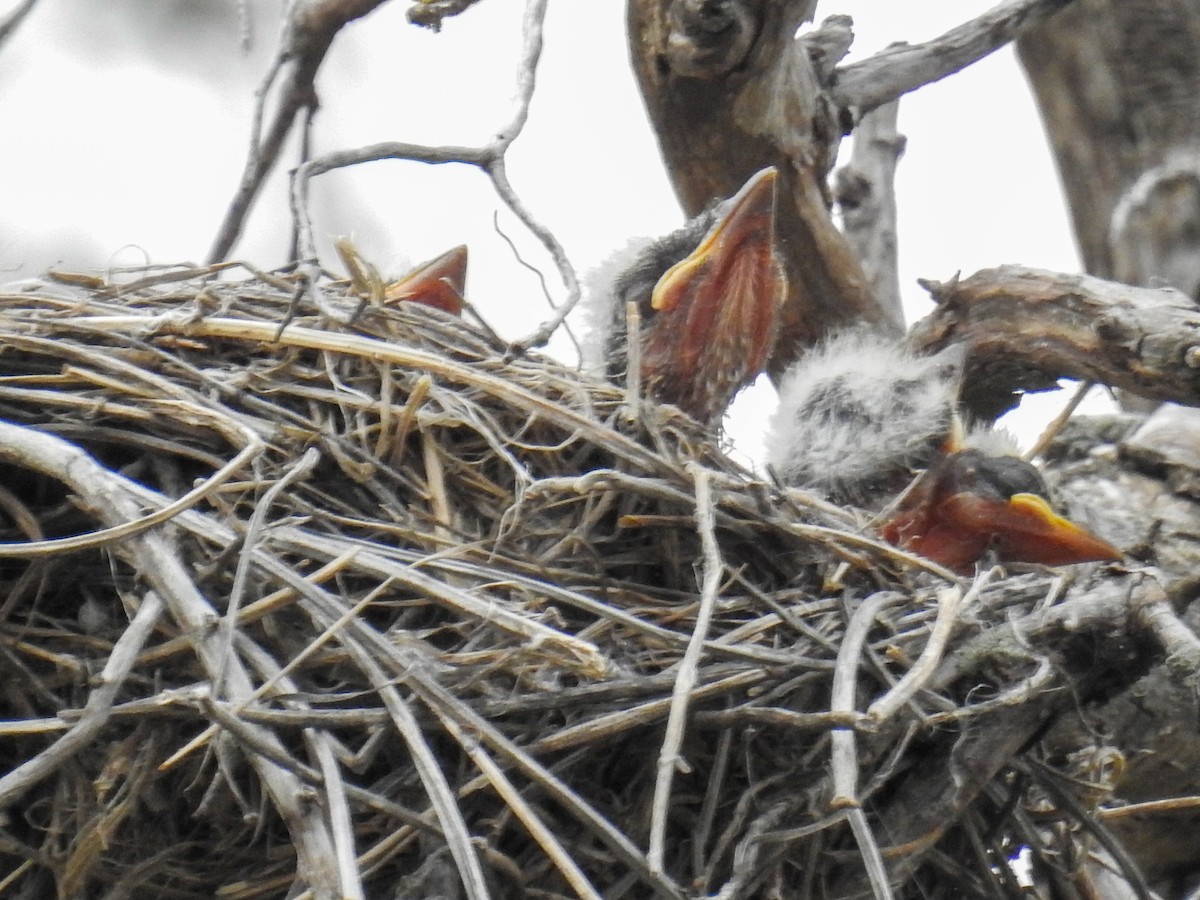 Western Kingbird - ML641851052