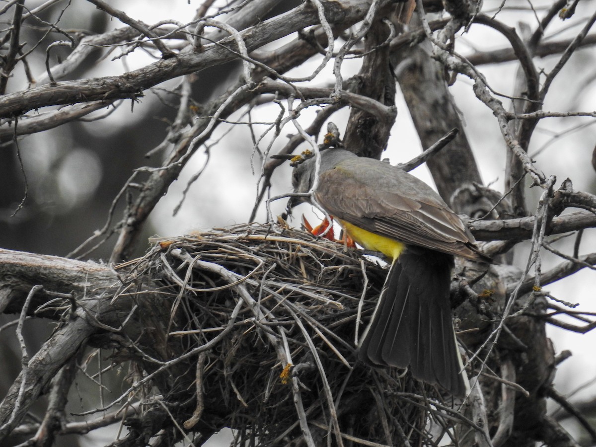 Western Kingbird - ML641851053