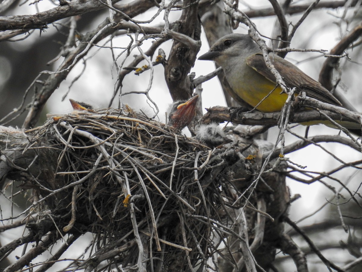 Western Kingbird - ML641851054