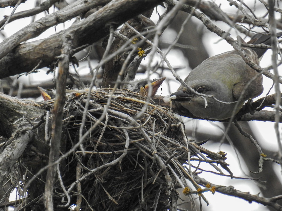 Western Kingbird - ML641851055