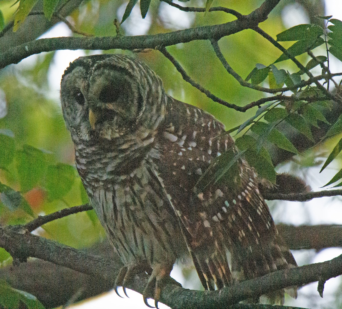 アメリカフクロウ - ML641851070
