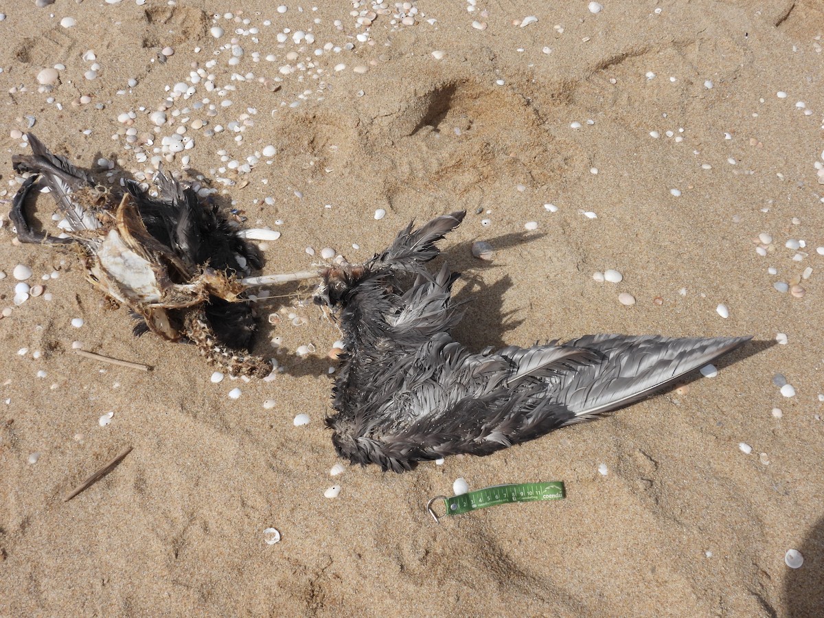 Southern Giant-Petrel - ML641851077