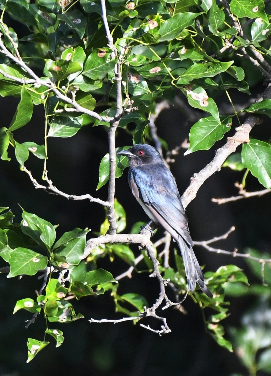 White-bellied Drongo - ML641851078