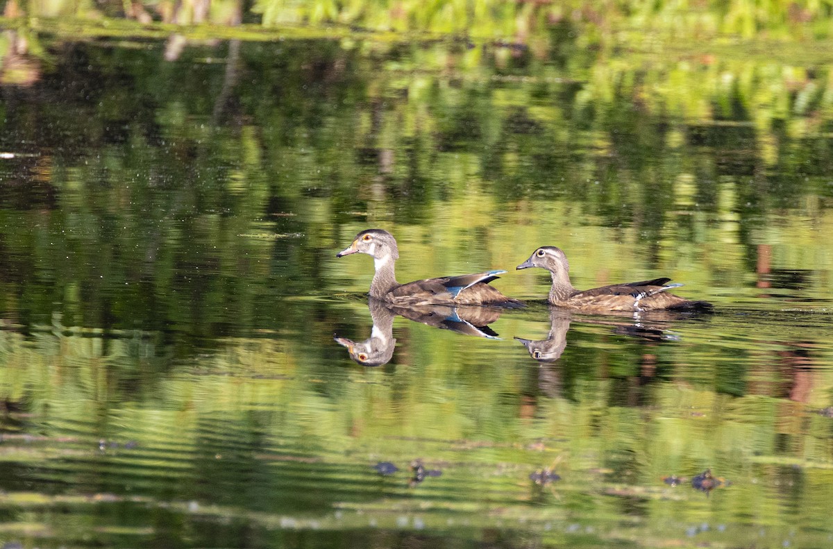 Wood Duck - ML641851096