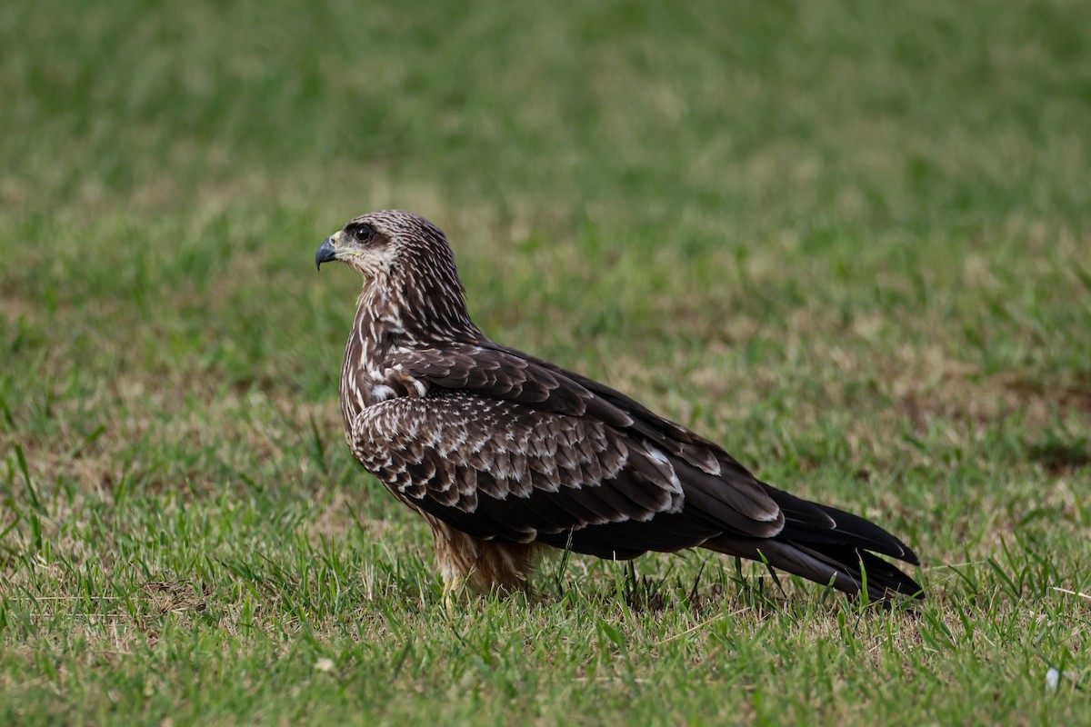 Black Kite - ML641851120