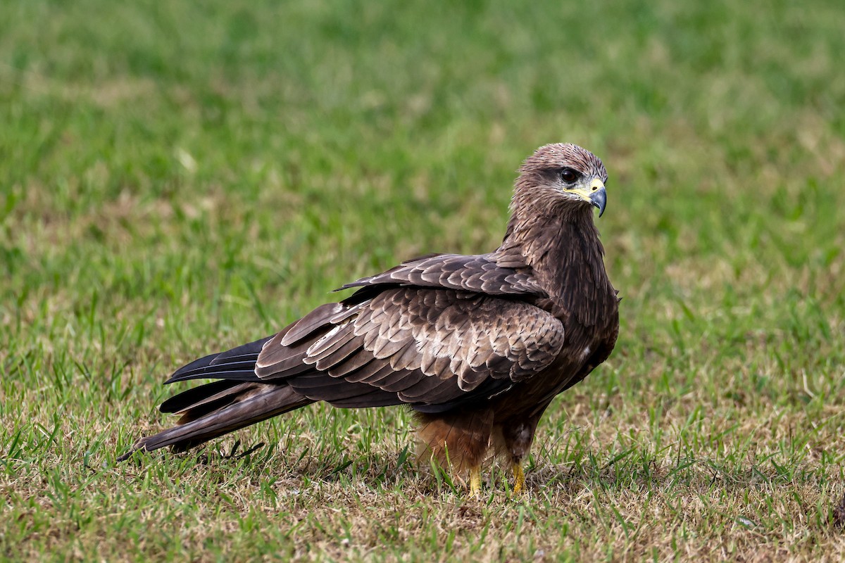 Black Kite - ML641851121