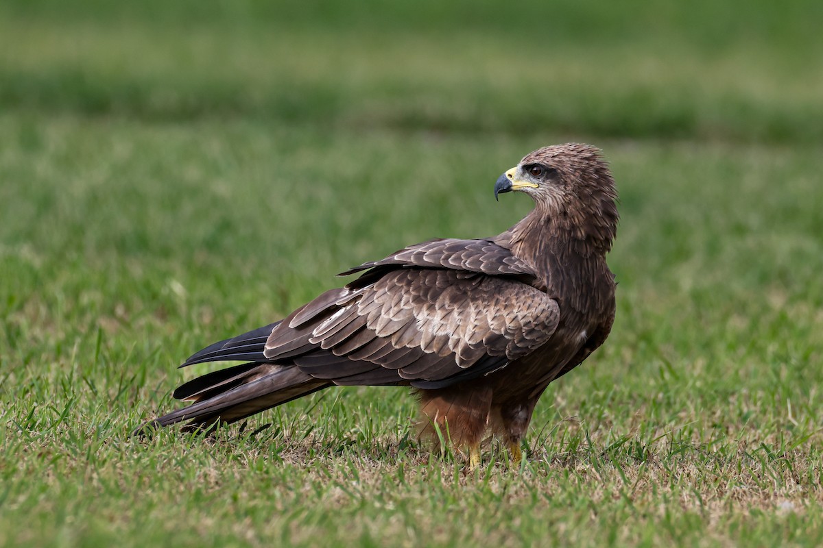 Black Kite - ML641851122