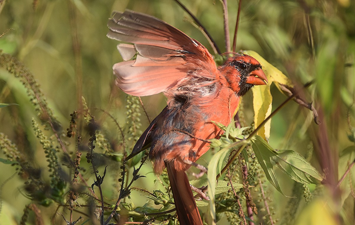 Northern Cardinal - ML641851134