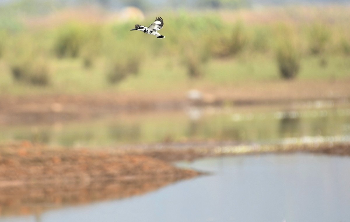 Martin pescatore bianconero - ML641851143