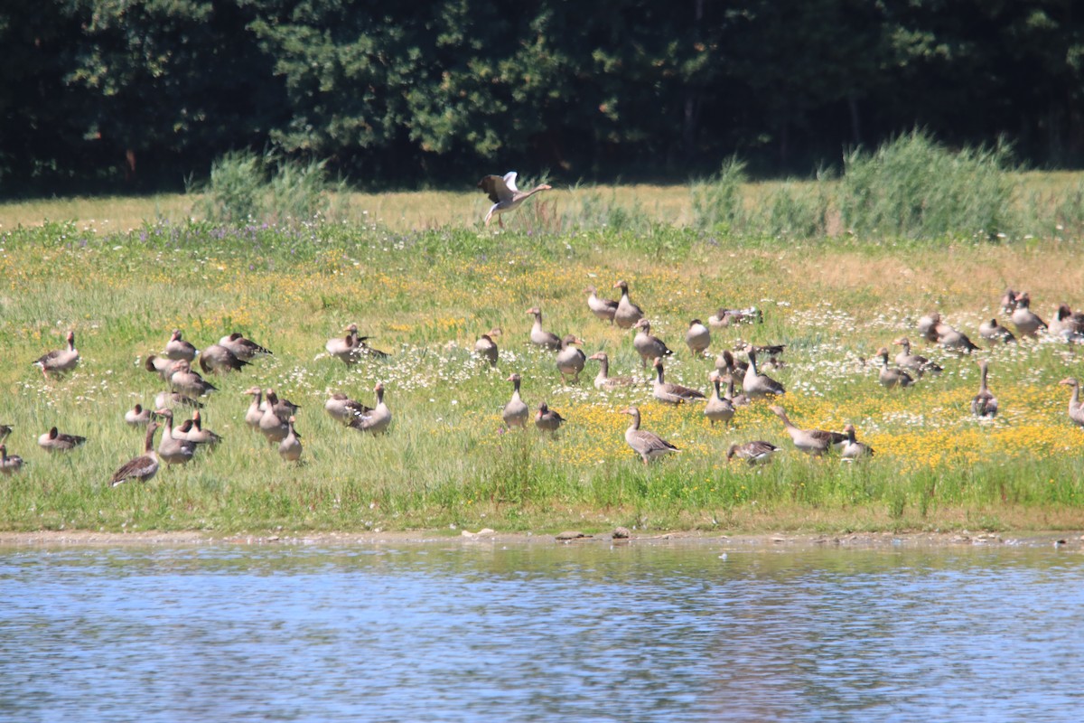 Graylag Goose - ML641851160