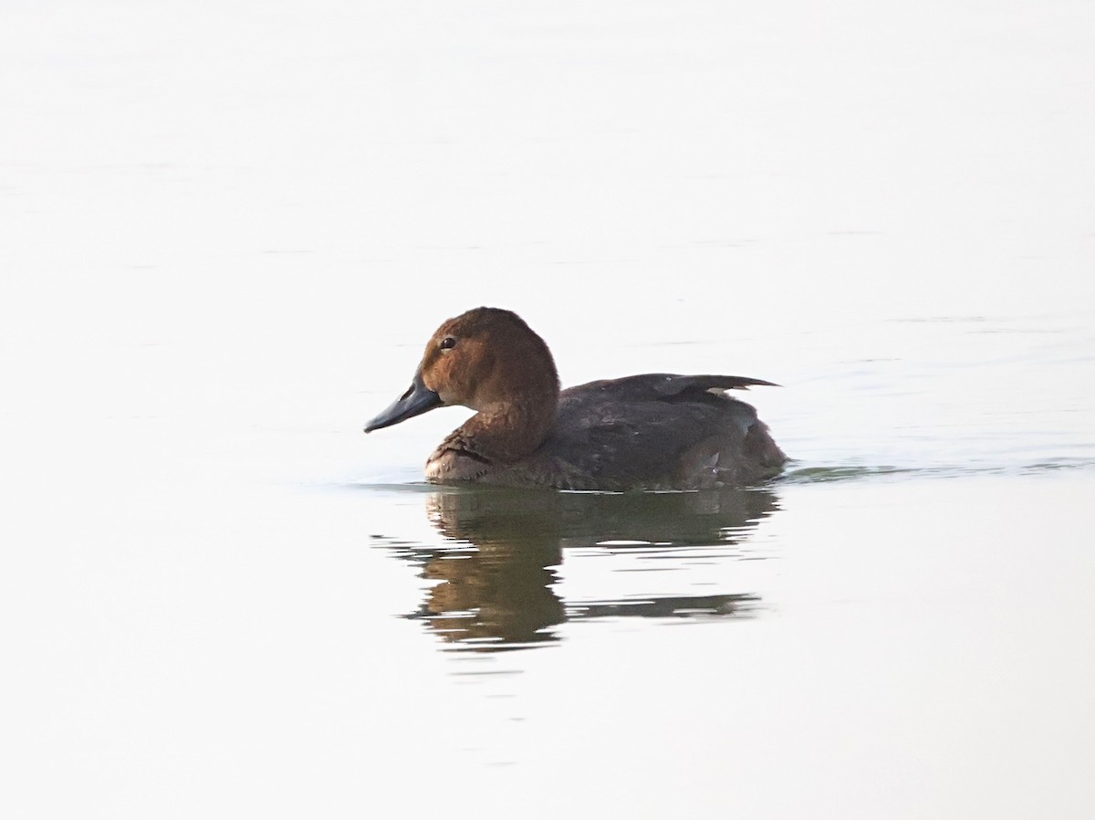 Common Pochard - ML641851165