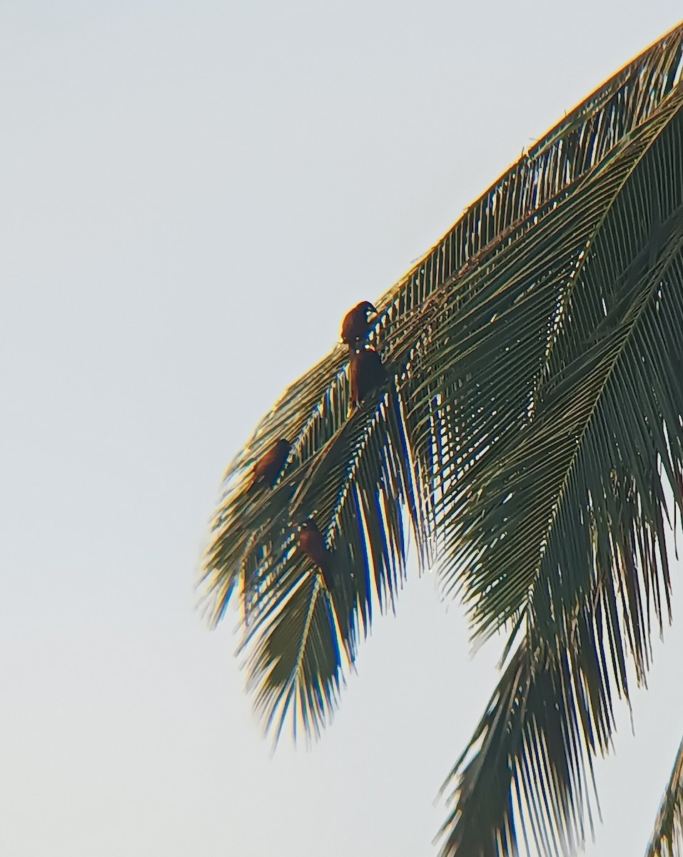 Montezuma Oropendola - ML641851172