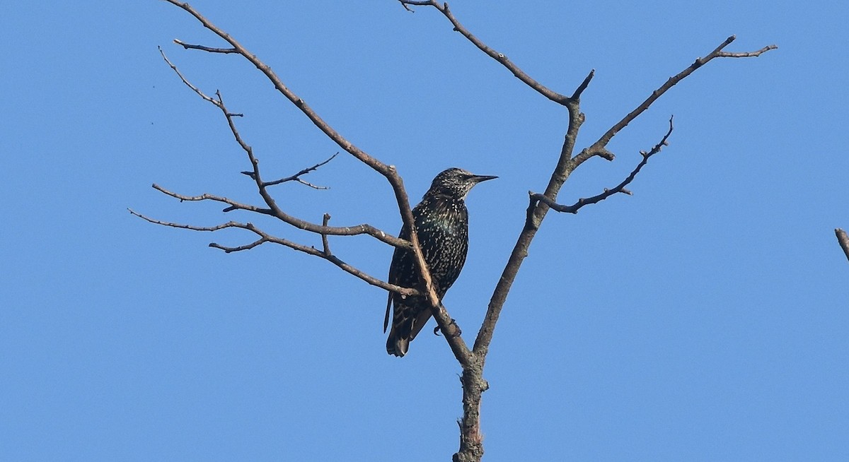 European Starling - ML641851178