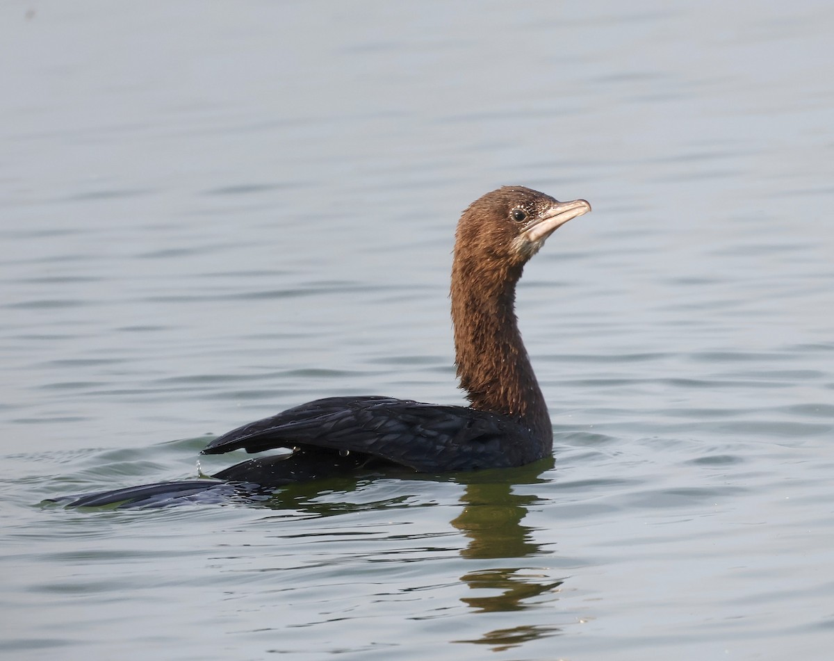 Cormoran pygmée - ML641851225