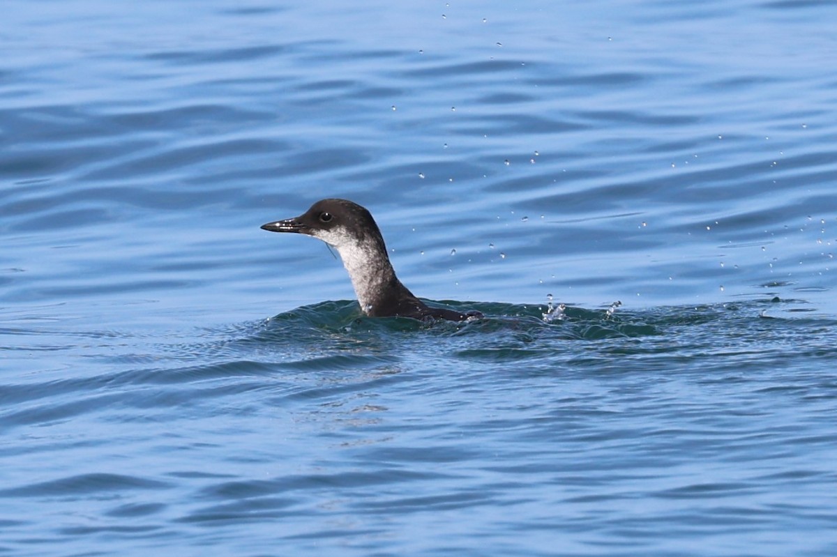 Pigeon Guillemot - ML641851232