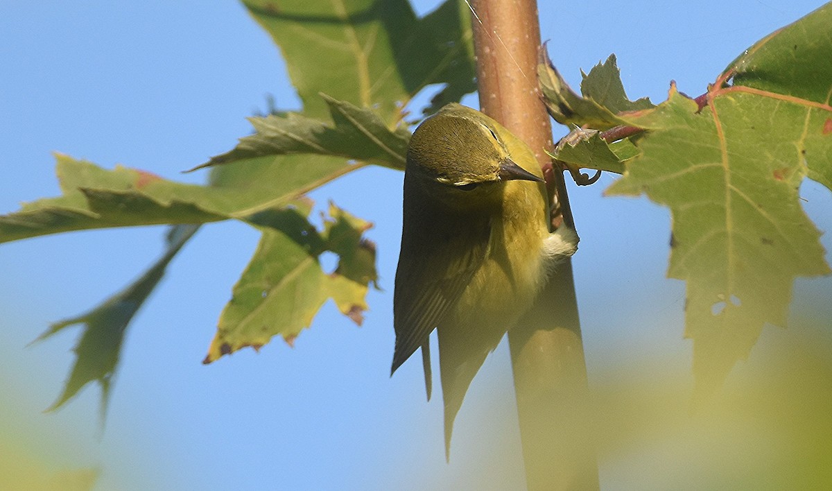 Tennessee Warbler - ML641851254