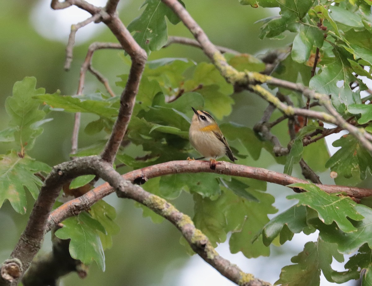 Common Firecrest - ML641851261