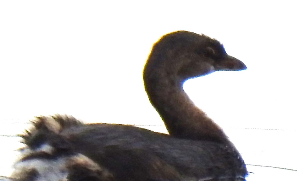 Pied-billed Grebe - ML641851264