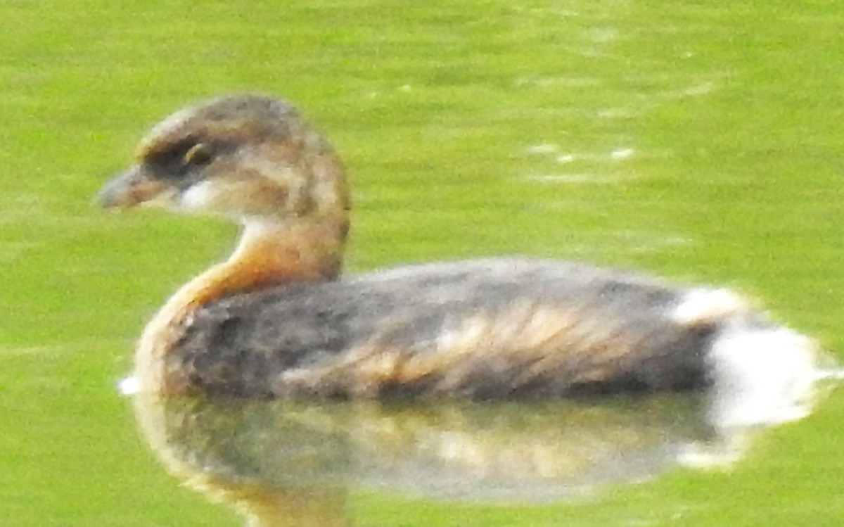 Pied-billed Grebe - ML641851265