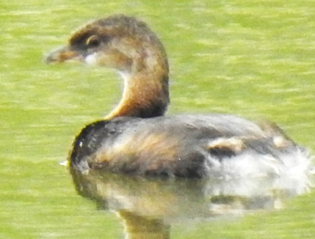 Pied-billed Grebe - ML641851266