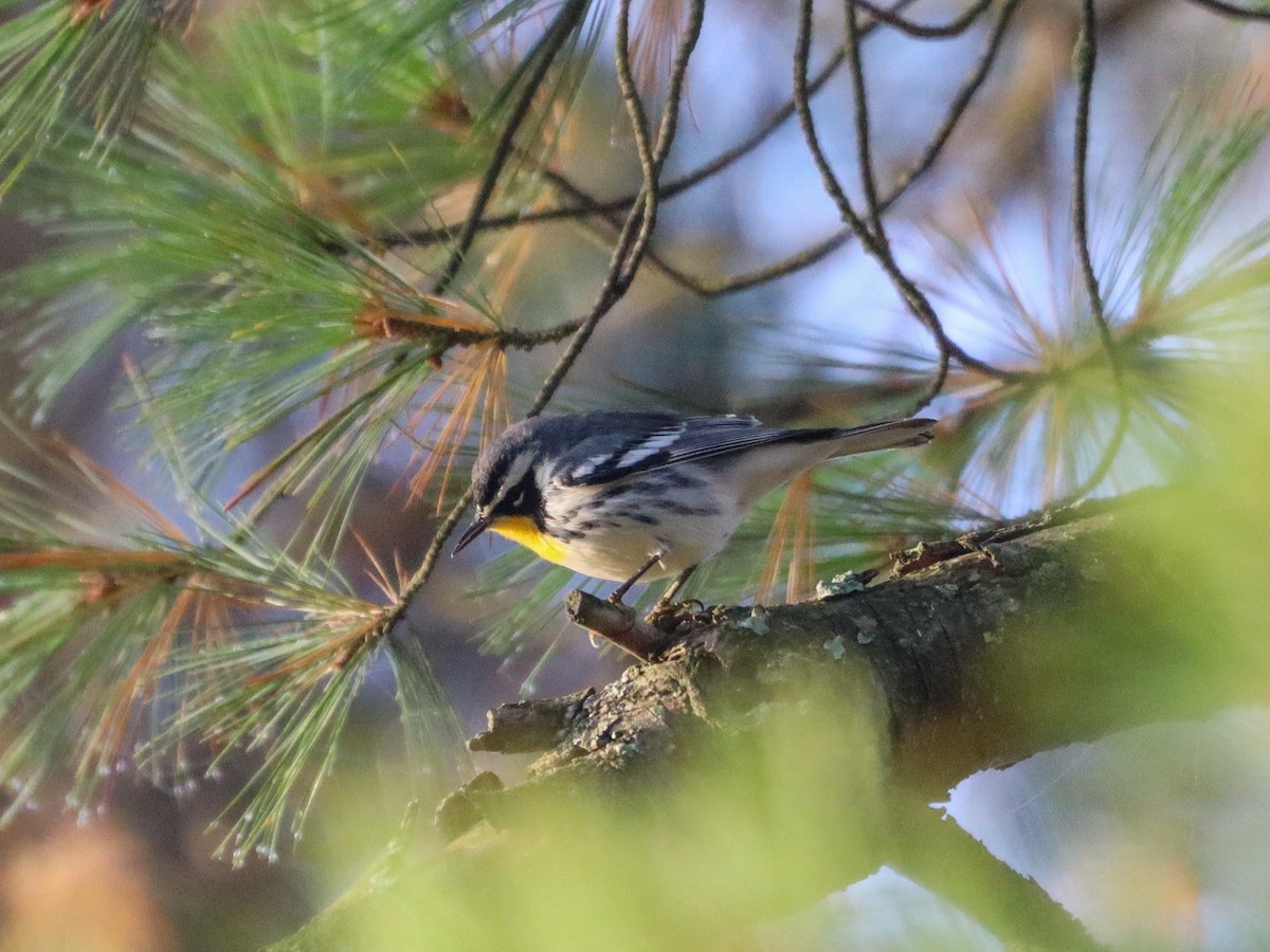 lesňáček zlatohrdlý - ML641851295