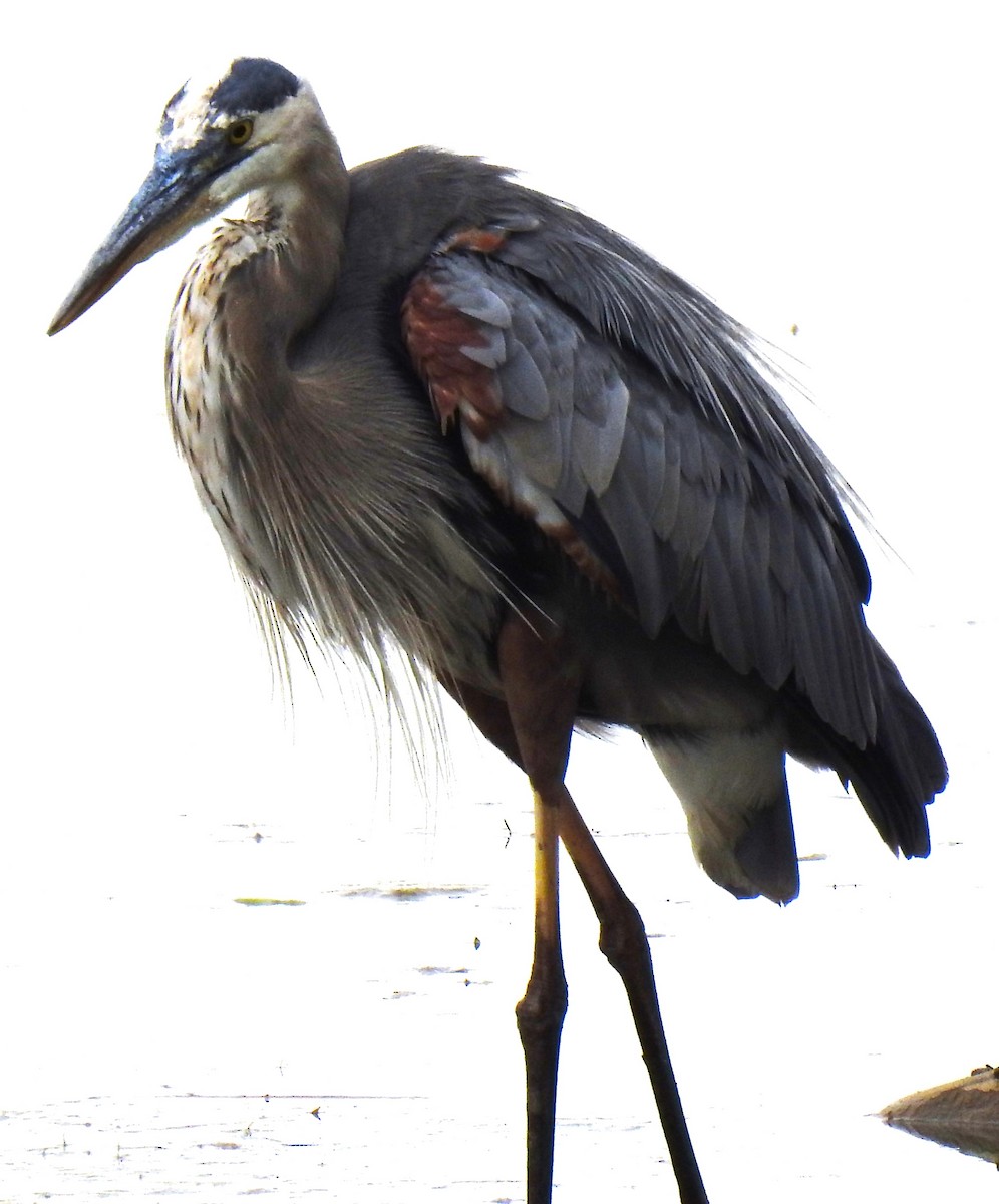 Great Blue Heron (Great Blue) - ML641851302