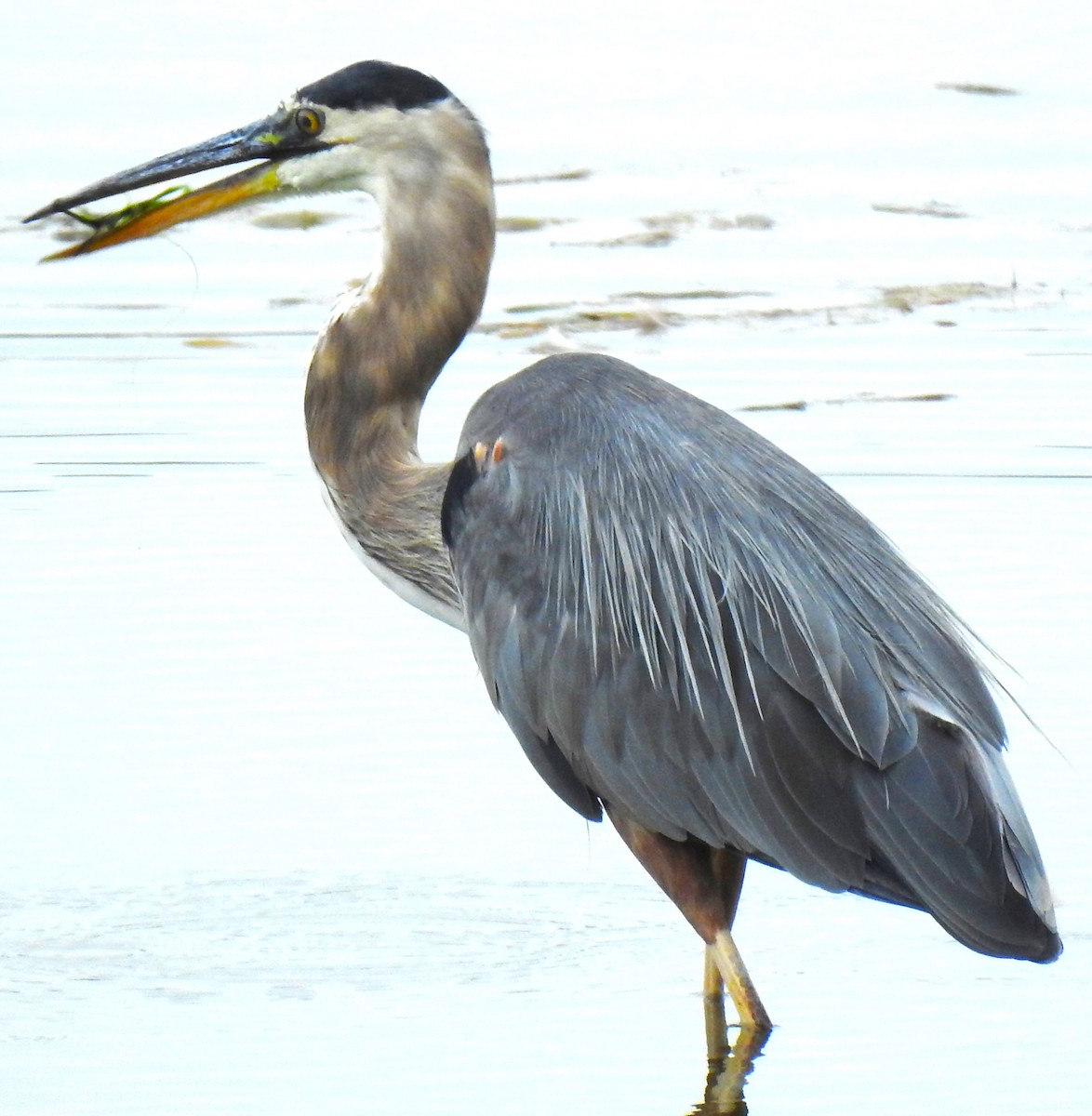 Great Blue Heron (Great Blue) - ML641851303
