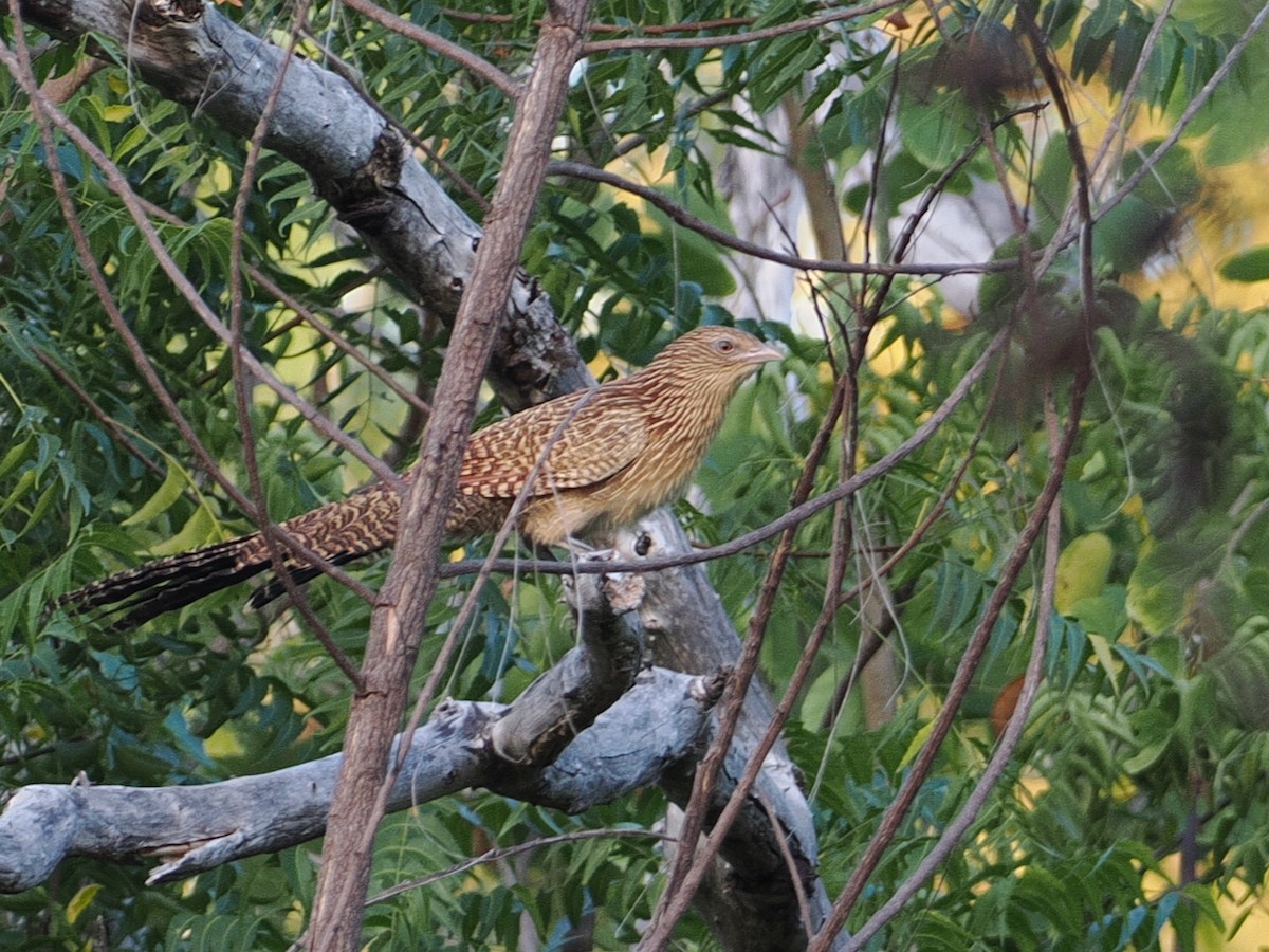 Pheasant Coucal - ML641851305