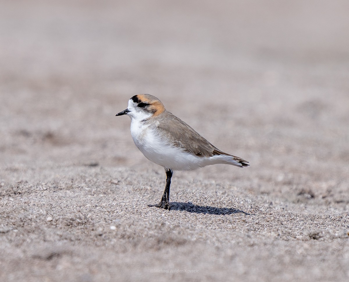 Puna Plover - ML641851355