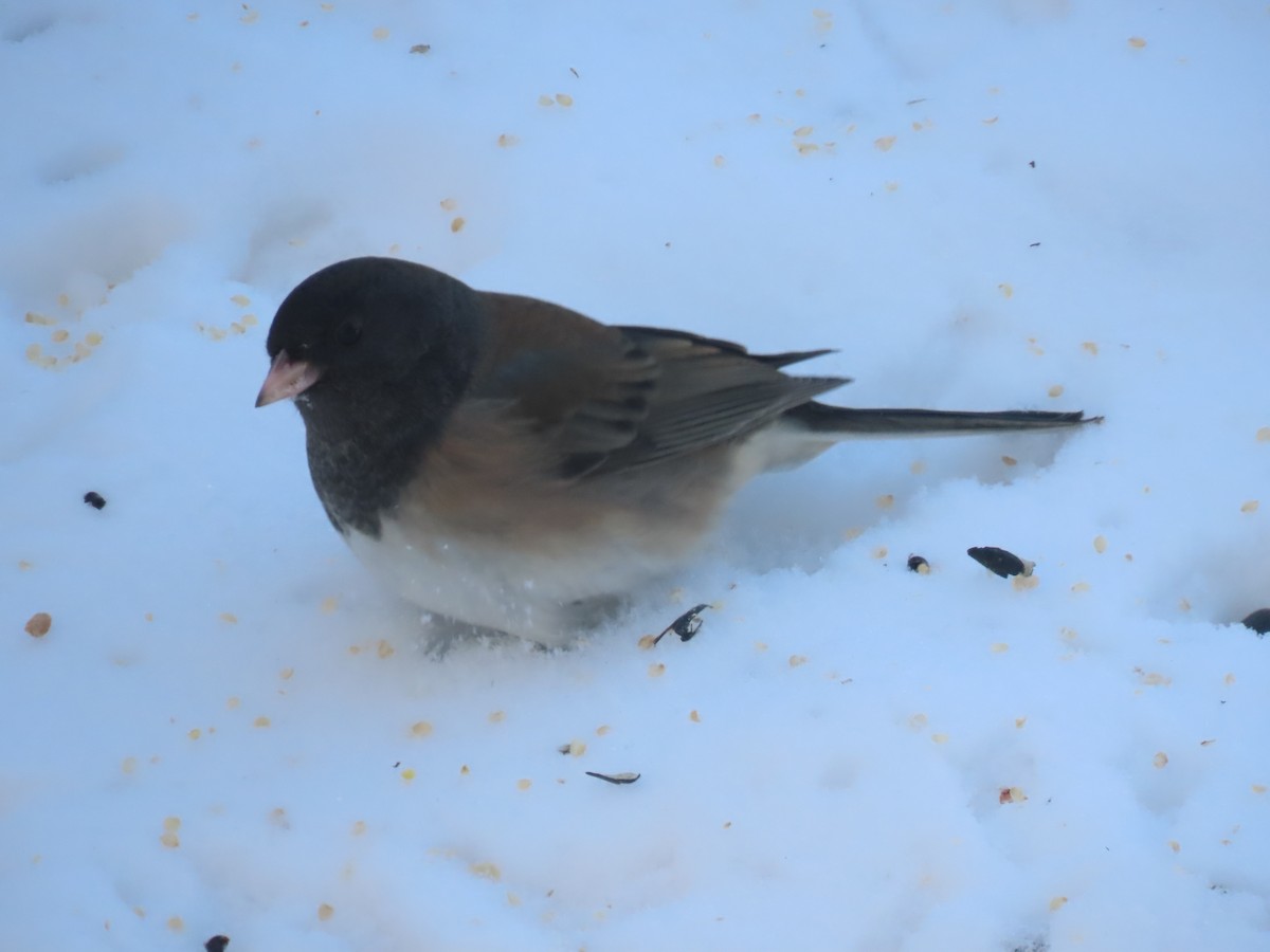 vinterjunko (cismontanus) - ML641851363