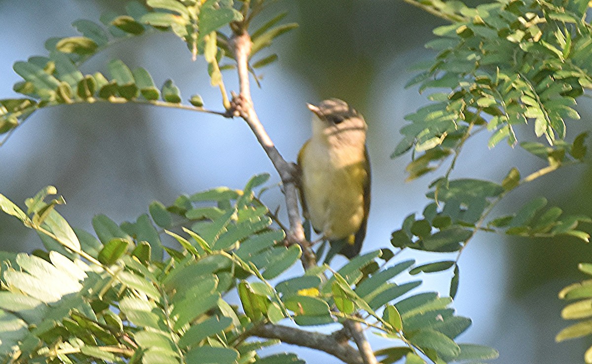 American Redstart - ML641851383
