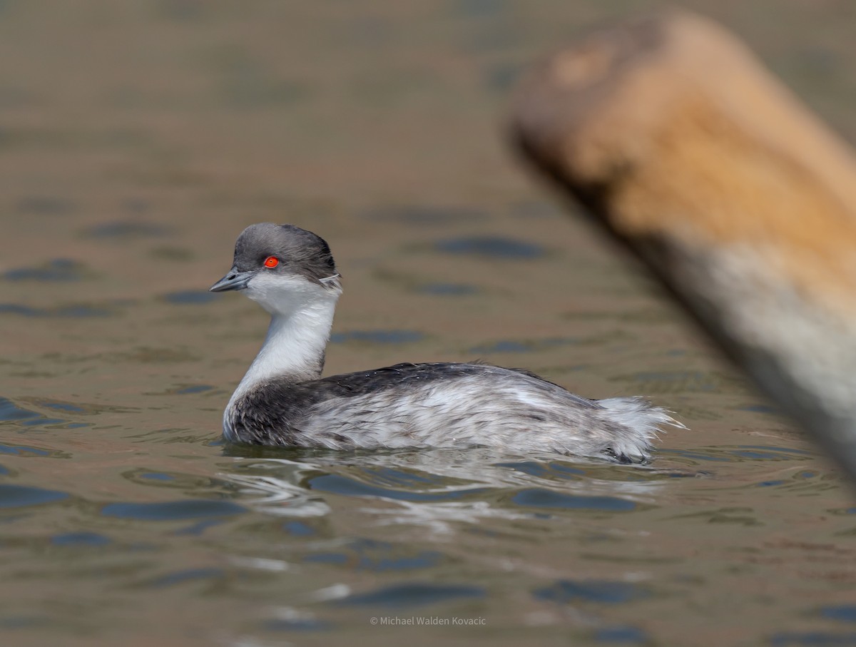 Silvery Grebe - ML641851389