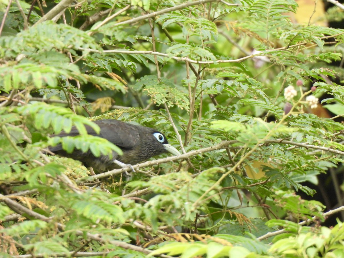 Blue-faced Malkoha - ML641851407