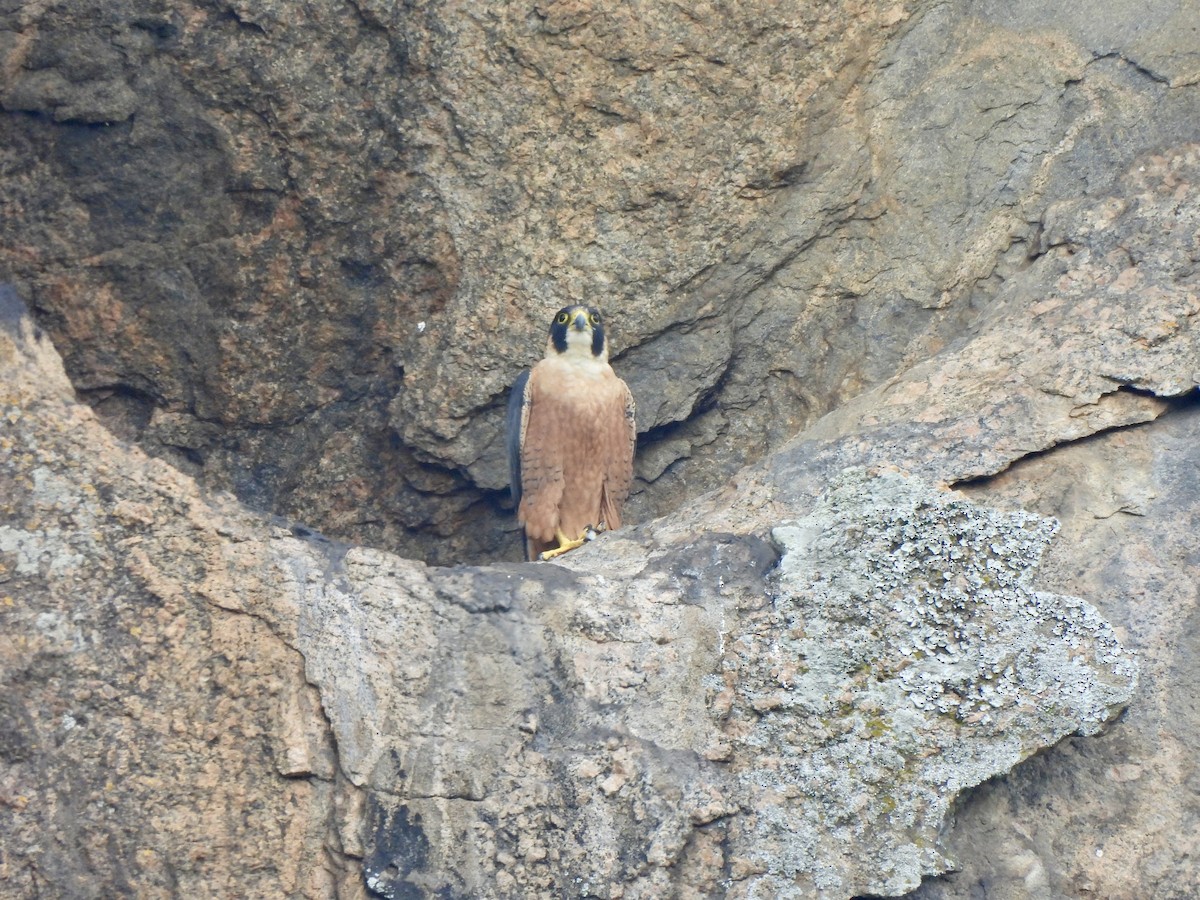 Peregrine Falcon (Shaheen) - ML641851425