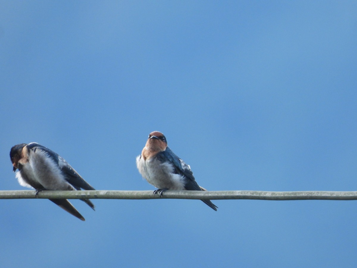 Pacific Swallow - ML641851428