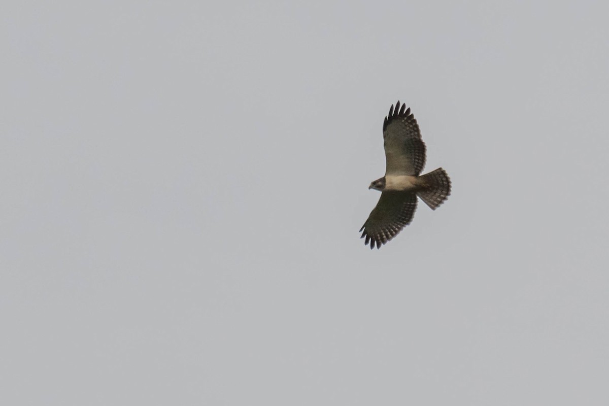 Short-tailed Hawk - ML641851439