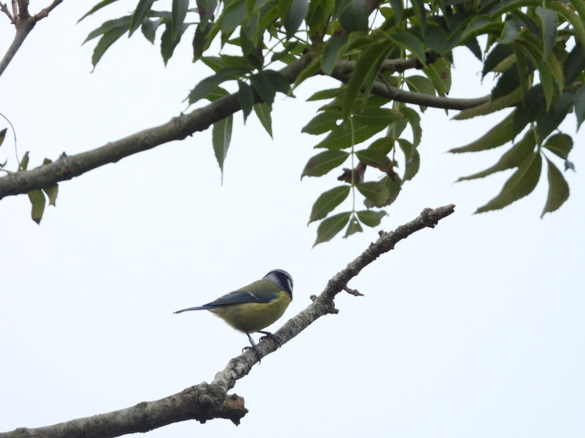 Eurasian Blue Tit - ML641851448