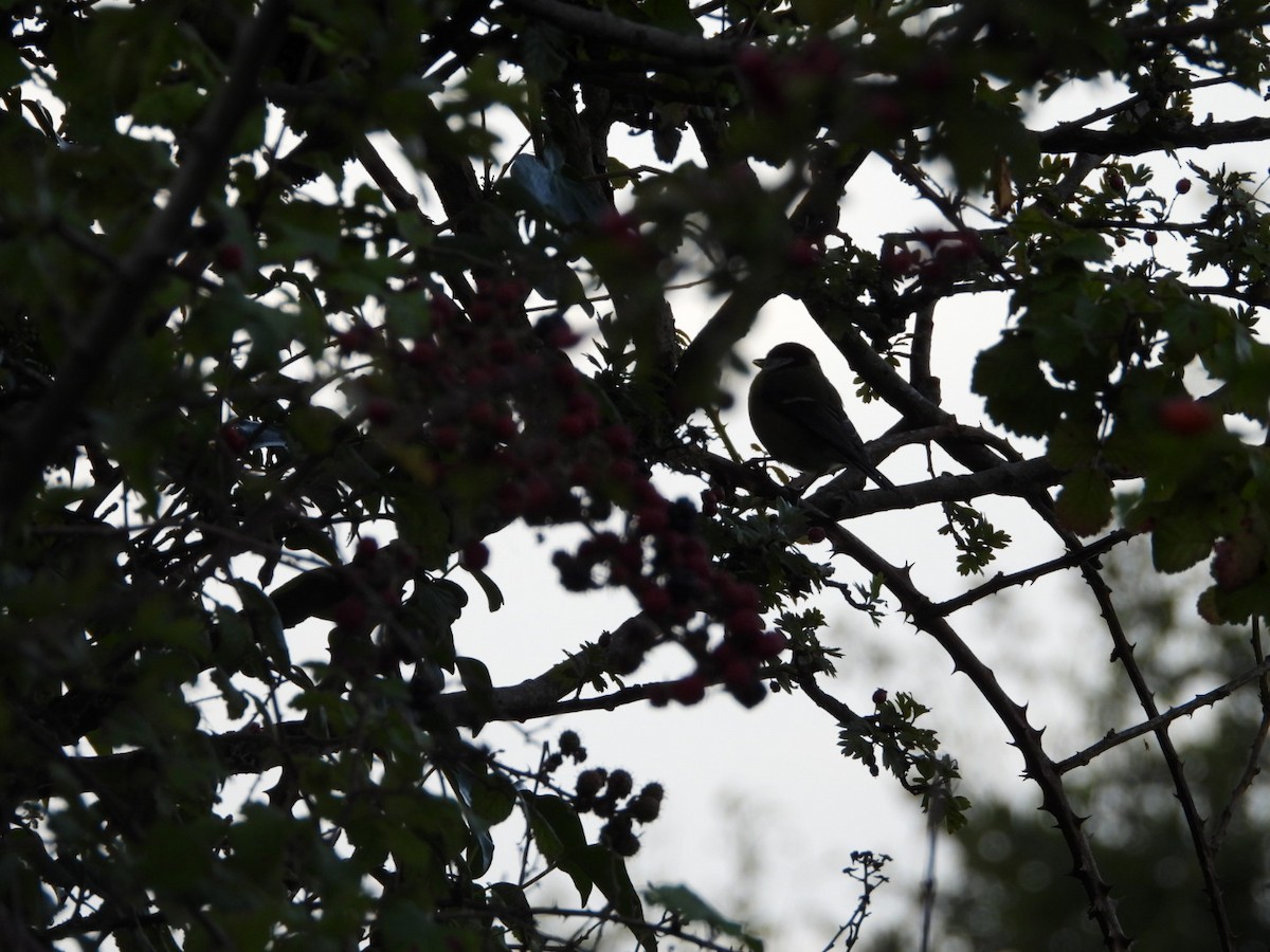 Eurasian Blue Tit - ML641851449