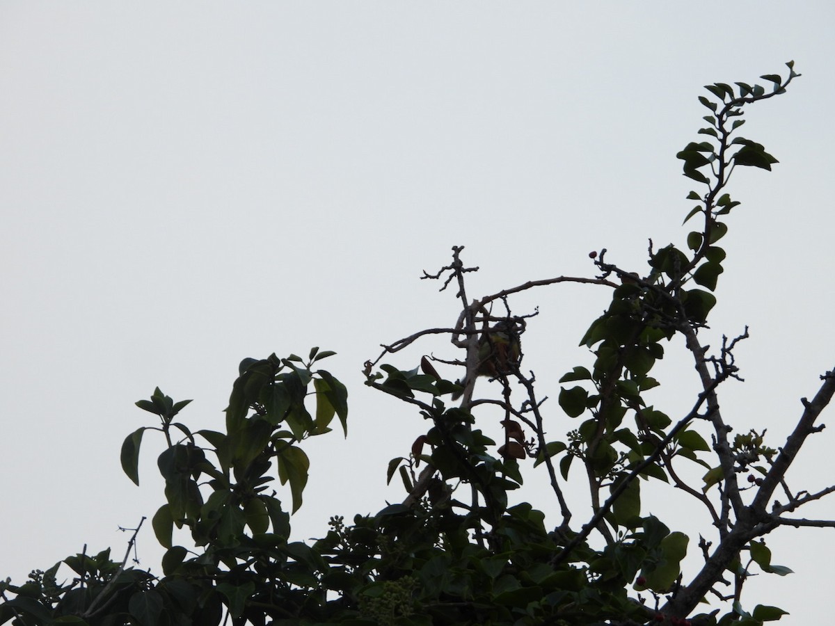 Eurasian Blue Tit - ML641851452