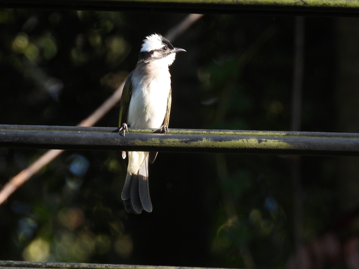 Light-vented Bulbul - ML641851464