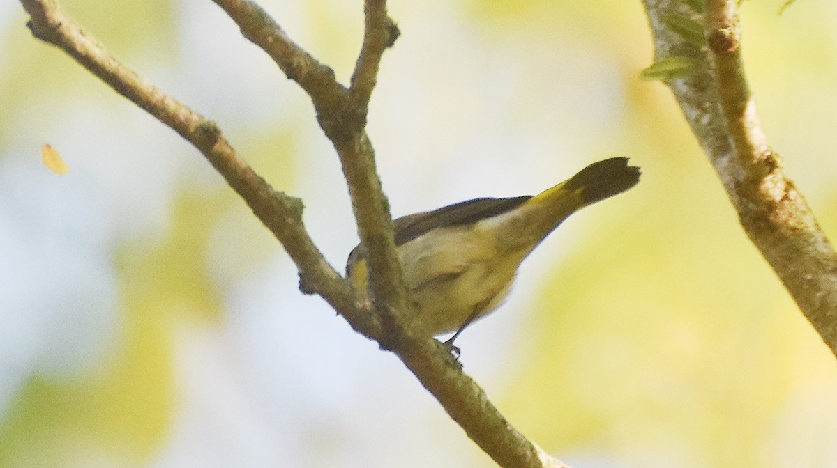 American Redstart - ML641851468