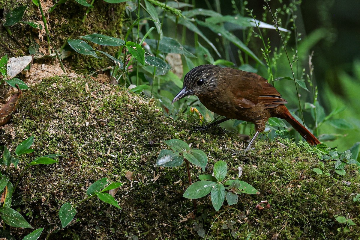 Streak-capped Treehunter - ML641851483