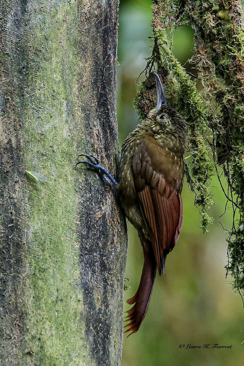 Strong-billed Woodcreeper - ML641851484