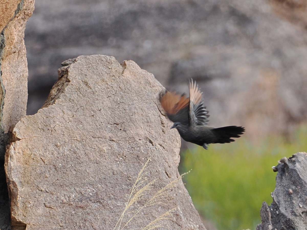 Chestnut-quilled Rock-Pigeon - ML641851488