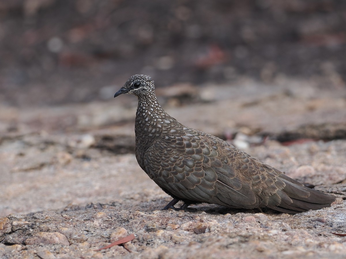 Chestnut-quilled Rock-Pigeon - ML641851489
