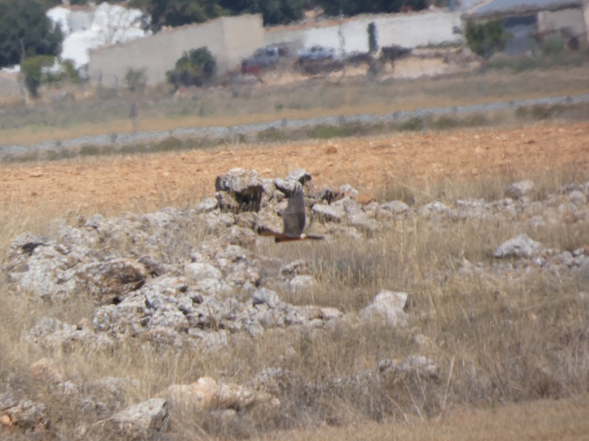 Montagu's Harrier - ML641851517