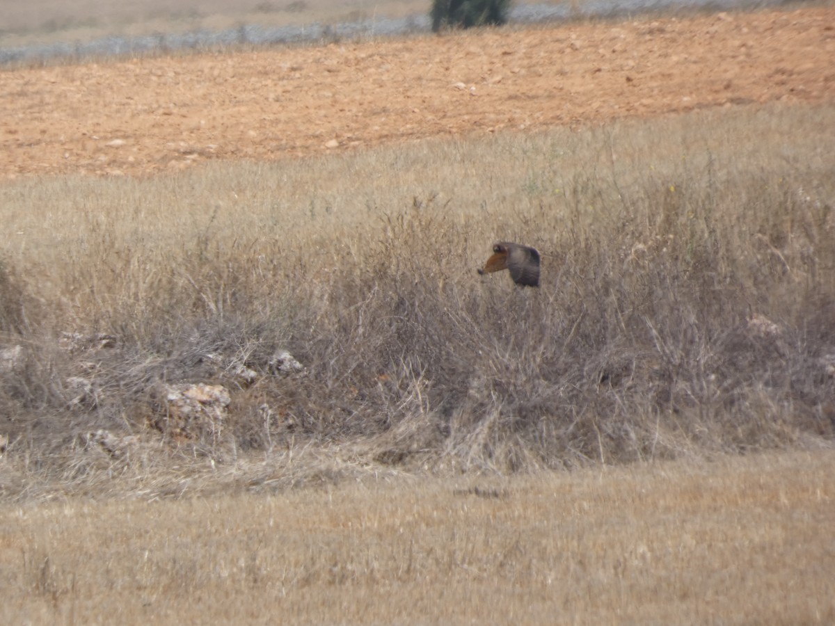 Montagu's Harrier - ML641851518